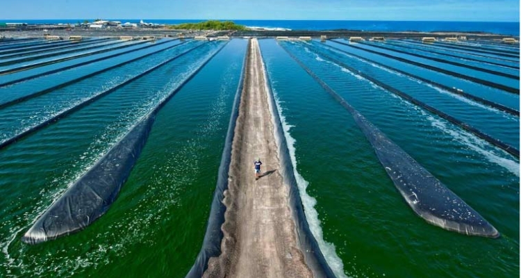 Cultivo microalgas Chlorella en tanques gigantes Cultivo microalgas Chlorella en tanques gigantes