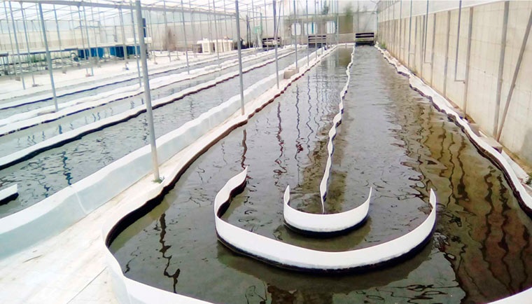 Cultivo microalgas raceways, Universidad de Almería Cultivo microalgas raceways, Universidad de Almería