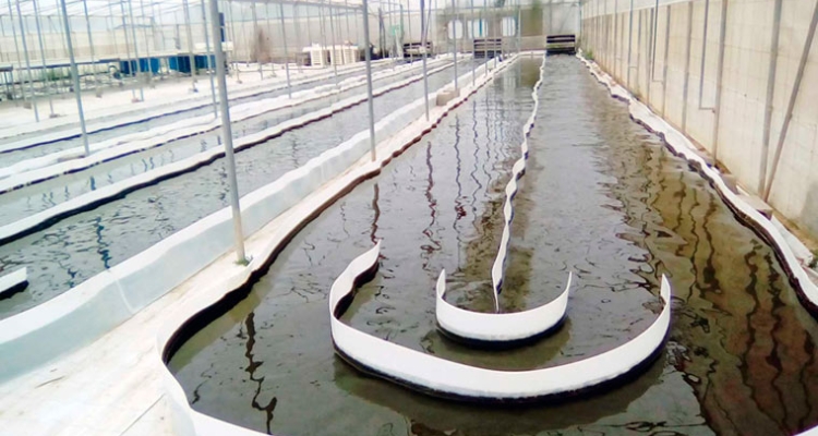 Cultivo microalgas raceways, Universidad de Almería Cultivo microalgas raceways, Universidad de Almería