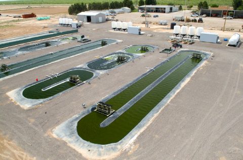 Cultivo de microalgas en abierto