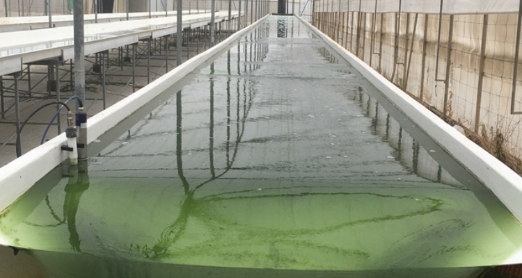 cultivo-microalgas-biorizon-biotech