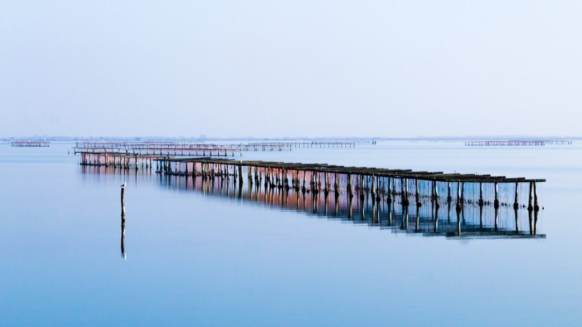 Cultivo de moluscos río Po, Italia