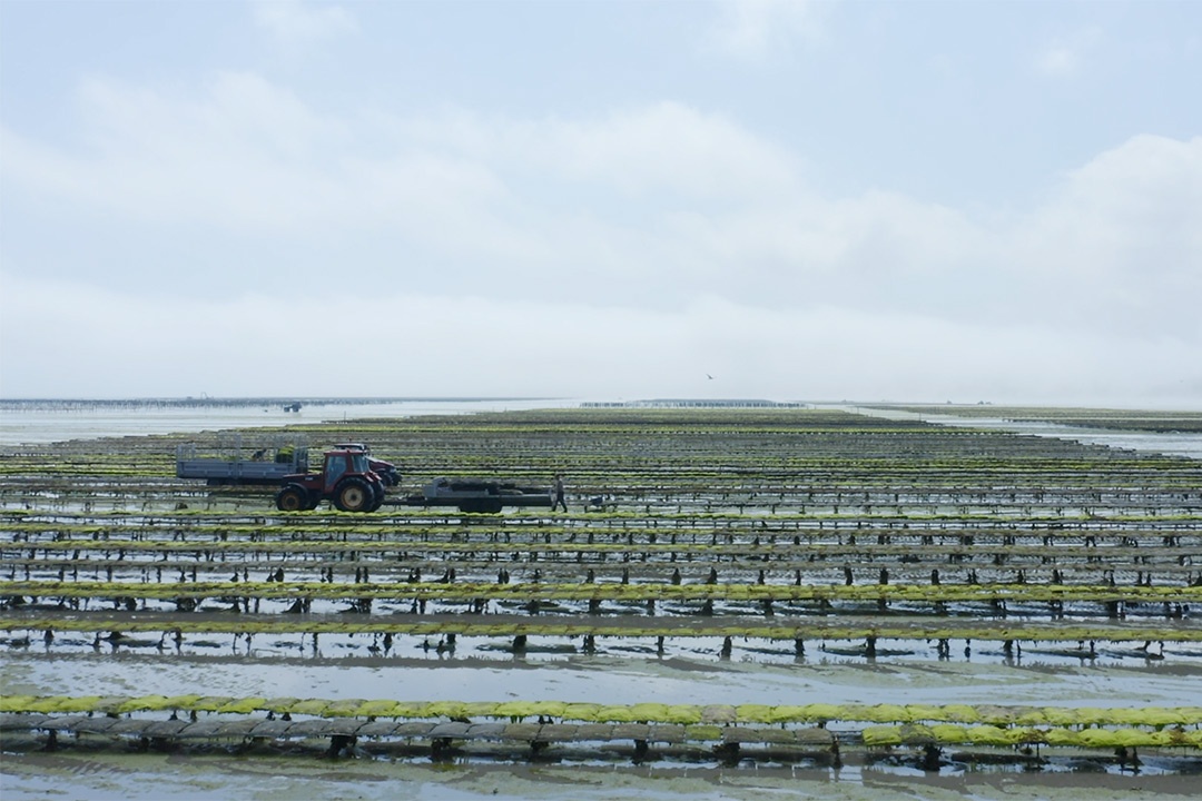 Cultivo de ostras en ponchones en Francia