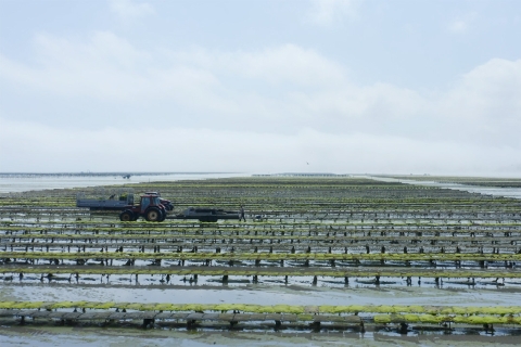 Cultivo de ostras en ponchones en Francia