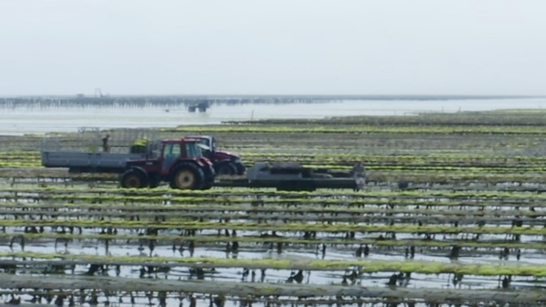 Cultivo de ostras Francia