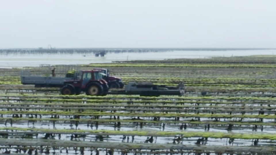 Cultivo de ostras Francia