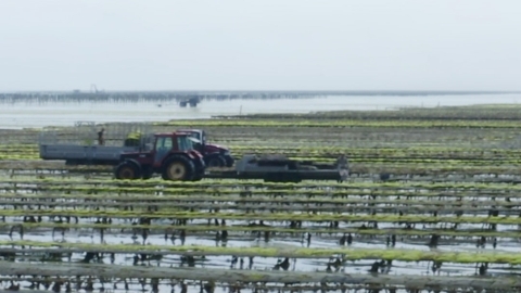 Cultivo de ostras Francia