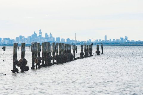 cultivo-ostras-roca-puerto-sydney-australia-760