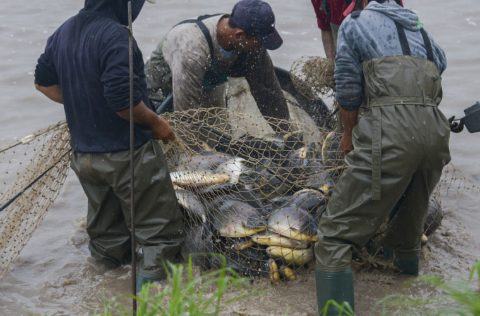 Cultivo de pacu en Argentina