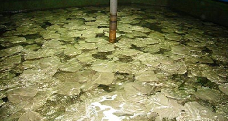 cultivo-rodaballo-insuina