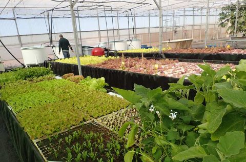 Cultivos acuapónicos en IU-ECOAQUA