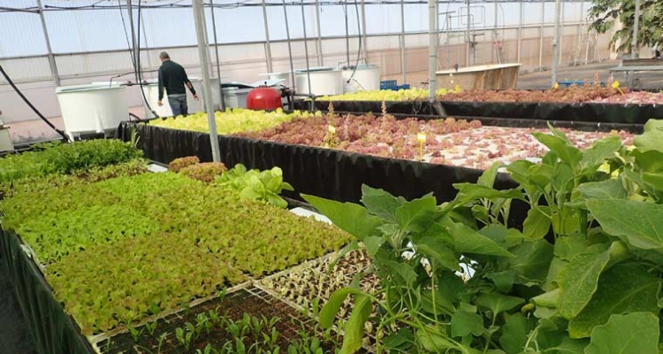 Cultivos acuapónicos en IU-ECOAQUA Cultivos acuapónicos en IU-ECOAQUA
