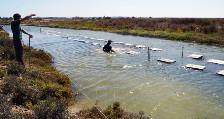 Sistema de cultivo de ostras en estero