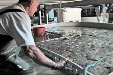 cupimar-operario-lenguado-senegales