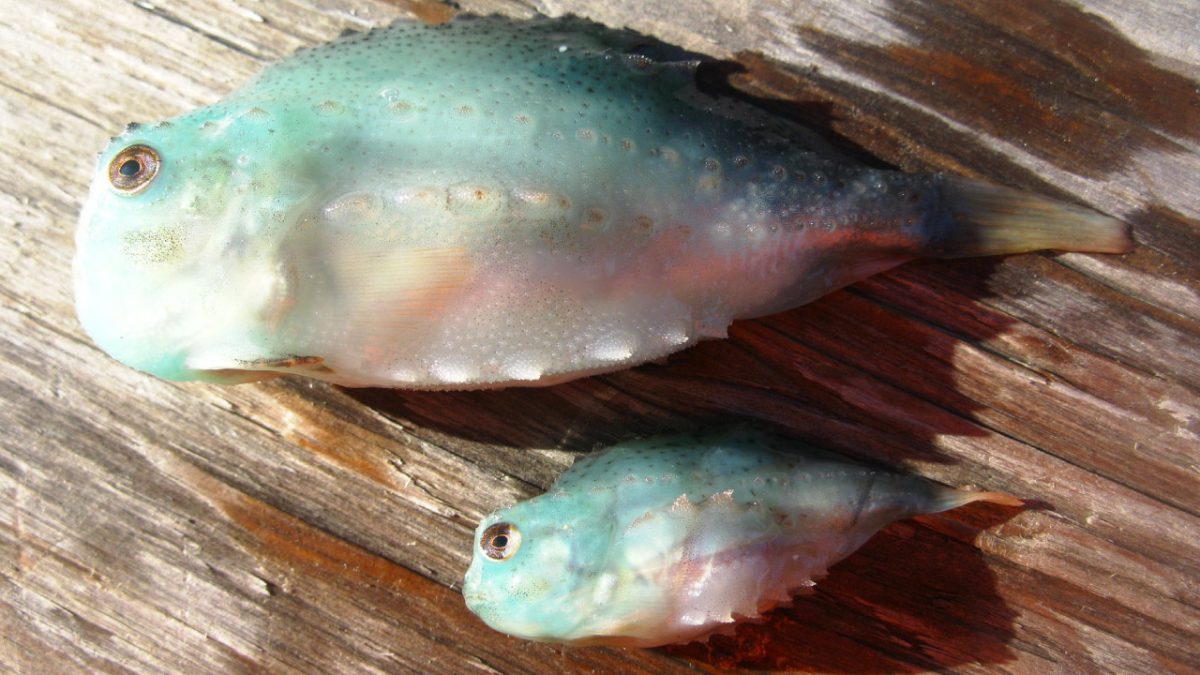 Peces lumpfish