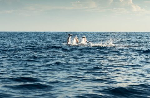 Delfines en Océanos