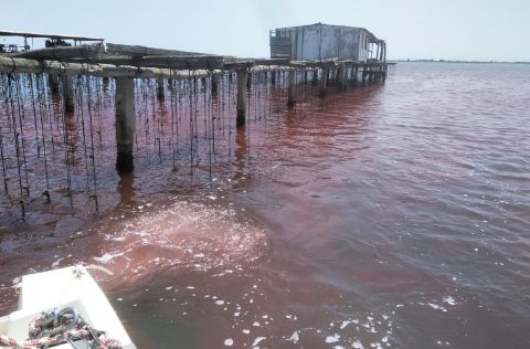 Delta del Ebro. Rodamina para analizar moluscos bivalvos
