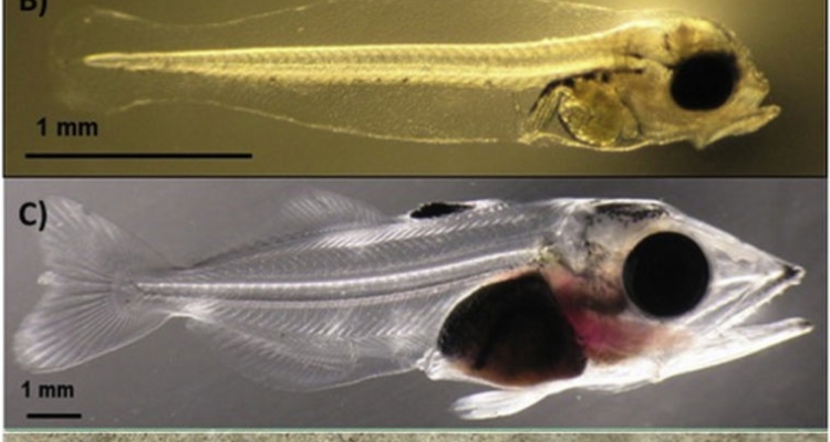 desarrollo-ojo-atun-pacifico-sur-760