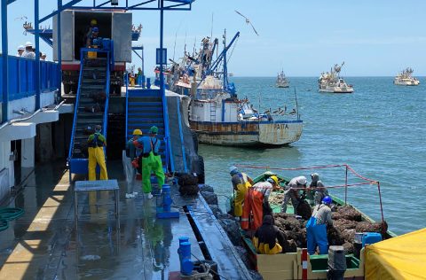 Desembarco vieira en Perú por SANIPES