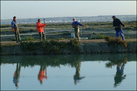 despesque-estero-cadiz