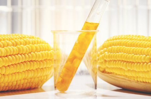 Destilados maíz dietas experimentales lubina europea