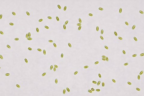 Diatomea Sellaphora minima