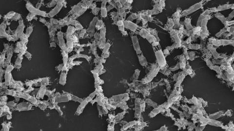 microalgas diatomeas al microscópio