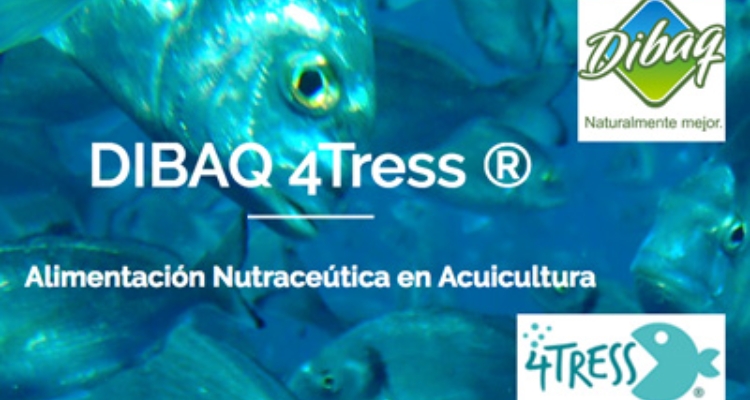 dibaq-4tress-reportaje-jornada