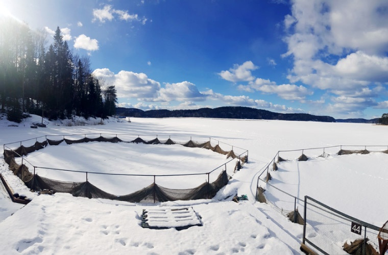 DIBAQ Aquaculture, foto ganadora concurso 2019