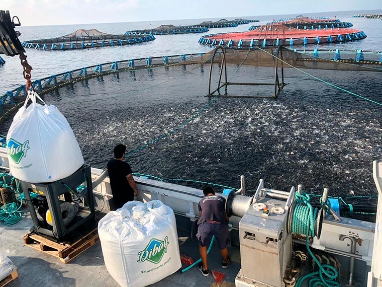 Proceso de alimentación en granja flotante con pienso de DIBAQ Proceso de alimentación en granja flotante con pienso de DIBAQ