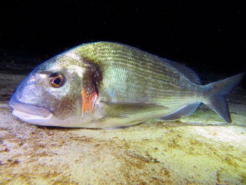 dorada-acuicultura-iats-csic-L760