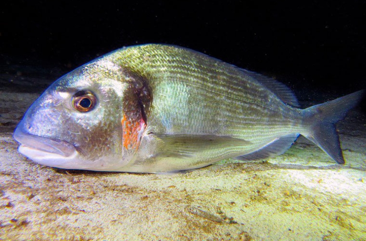 dorada-acuicultura-iats-csic-L760 dorada-acuicultura-iats-csic-L760
