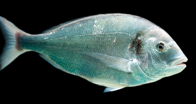 dorada-adulta-biomar-650