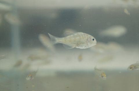 Dorada (Sparus aurata), alevín. Foto: AGF, misPeces