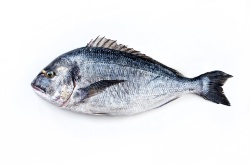 Investigadores mejoran el precio de las dietas de juveniles de dorada sustituyendo harina avícola por harina de pescado