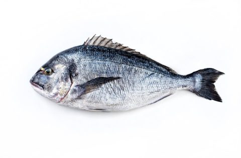 Dorada (Sparus aurata) / AQUASOJA