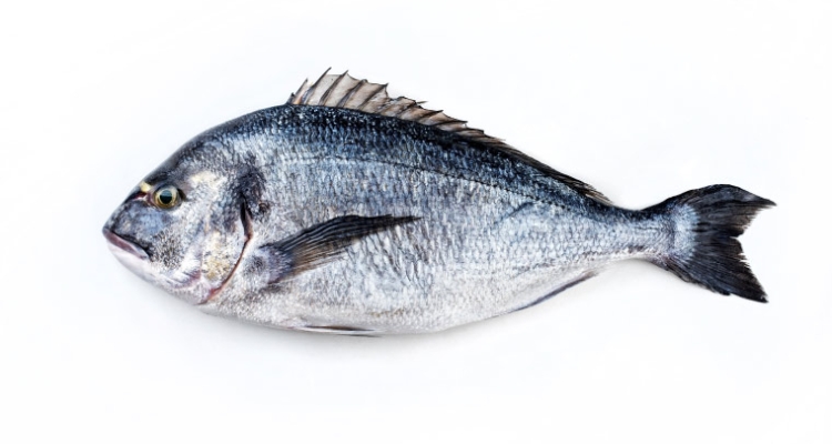Dorada (Sparus aurata) / AQUASOJA Dorada (Sparus aurata) / AQUASOJA