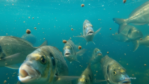 Doradas (Sparus aurata) |@misPeces