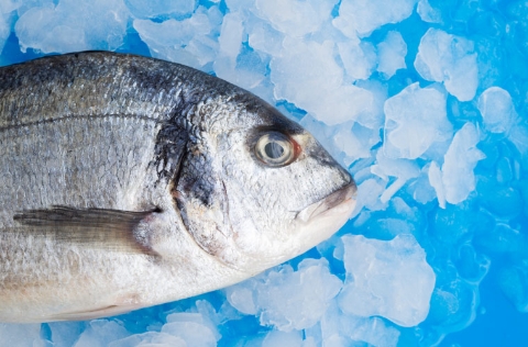 Cabeza de dorada en hielo