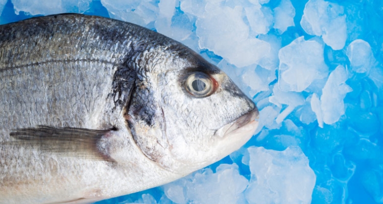 Cabeza de dorada en hielo