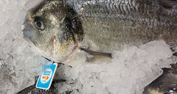 Dorada con marchamo "Crianza de Nuestros Mares"