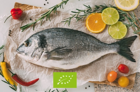 Dorada con logo ecológico UE