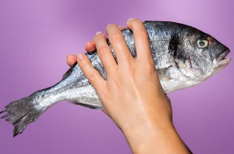 Dorada en manos
