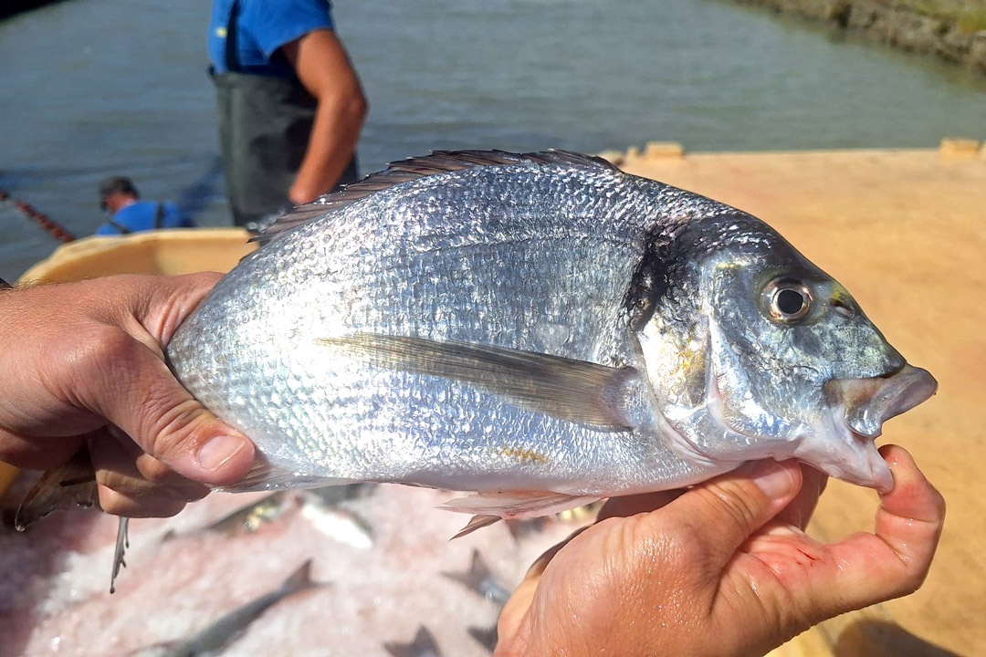Dorada de Estero de Andalucía