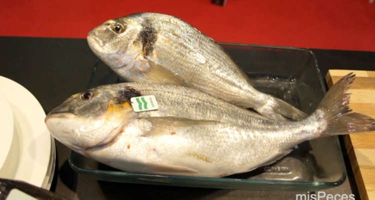 dorada-estero-seafood dorada-estero-seafood