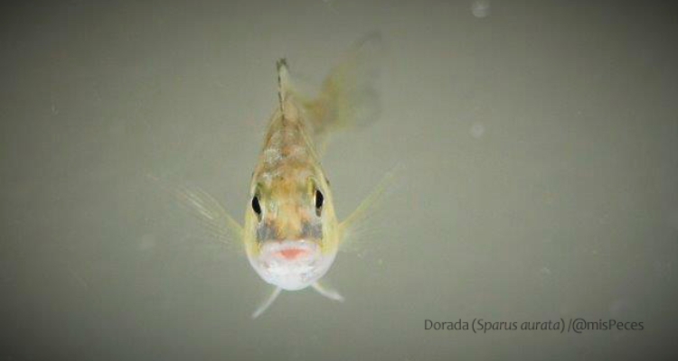 dorada-frontal
