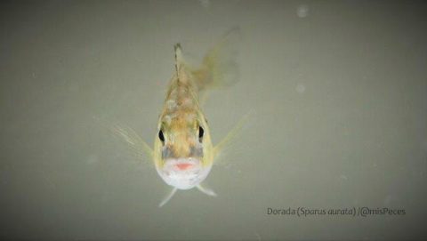 dorada-frontal