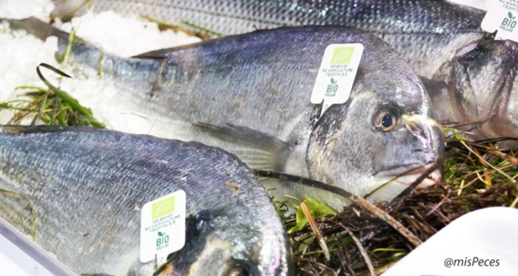 Dorada griega ecológica