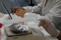 Publicadas las bases reguladoras de los premios JACUMAR de Investigación en Acuicultura
