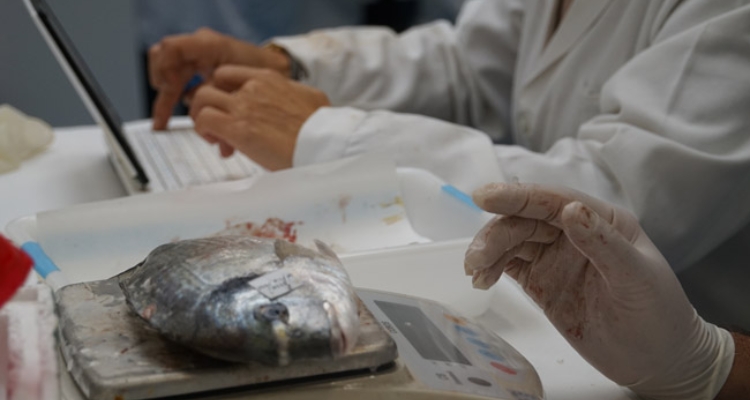 dorada-investigacion dorada-investigacion